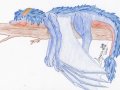 Azurea2.jpg
